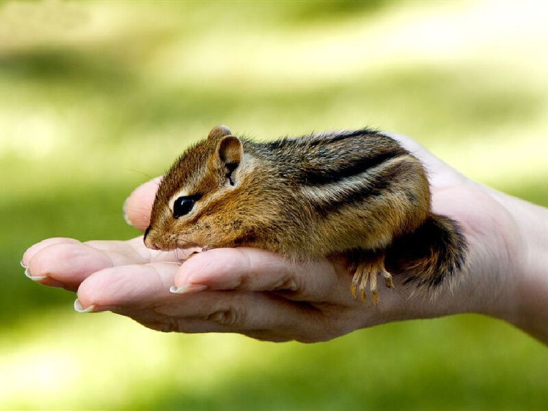 chipmunk on a hand