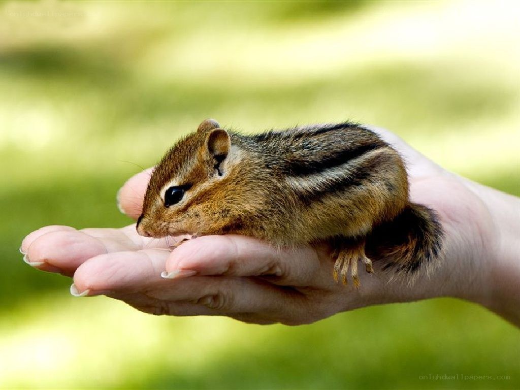 chipmunk on a hand