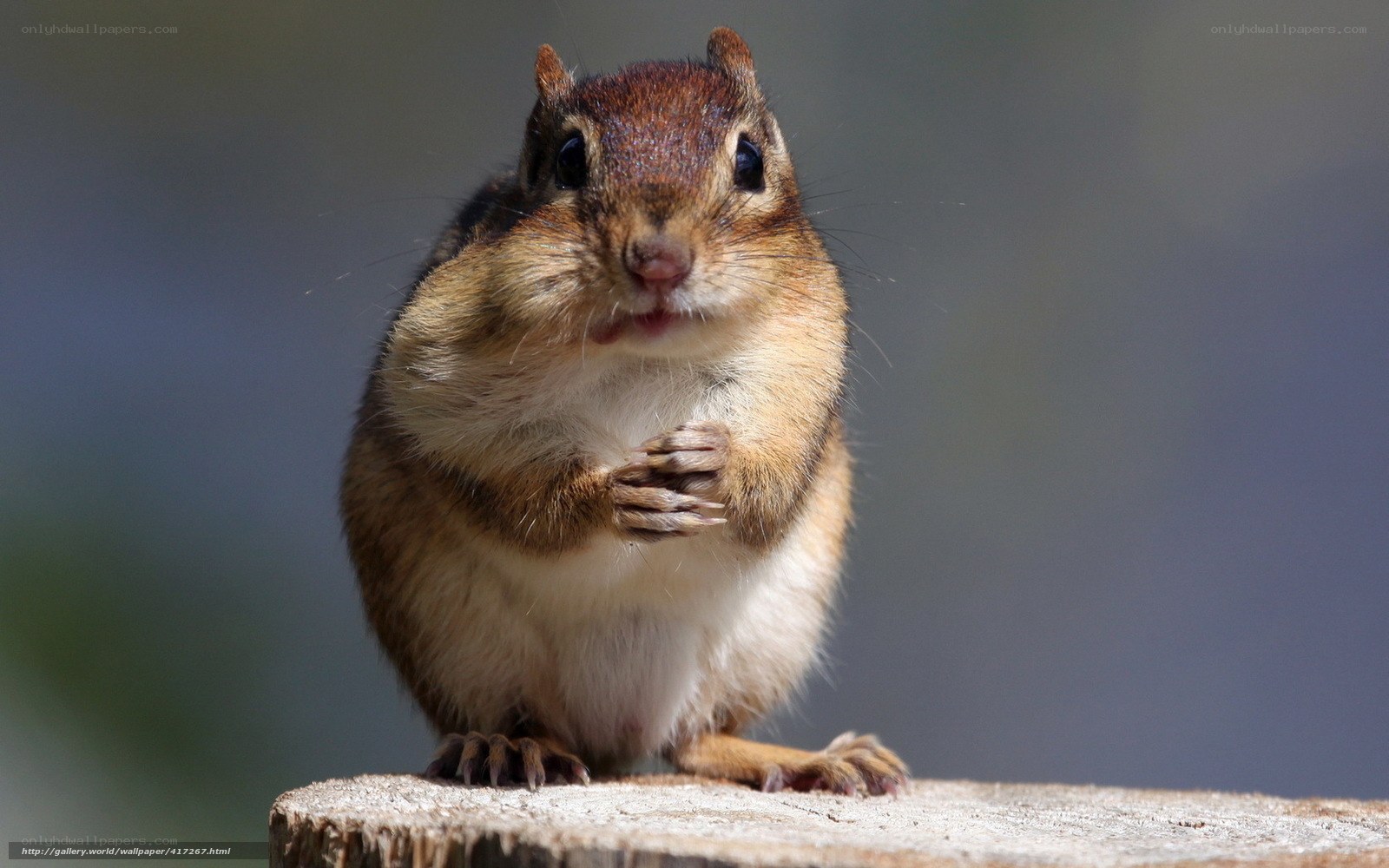 chipmunk on a log