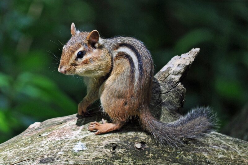 Chipmunk on a log