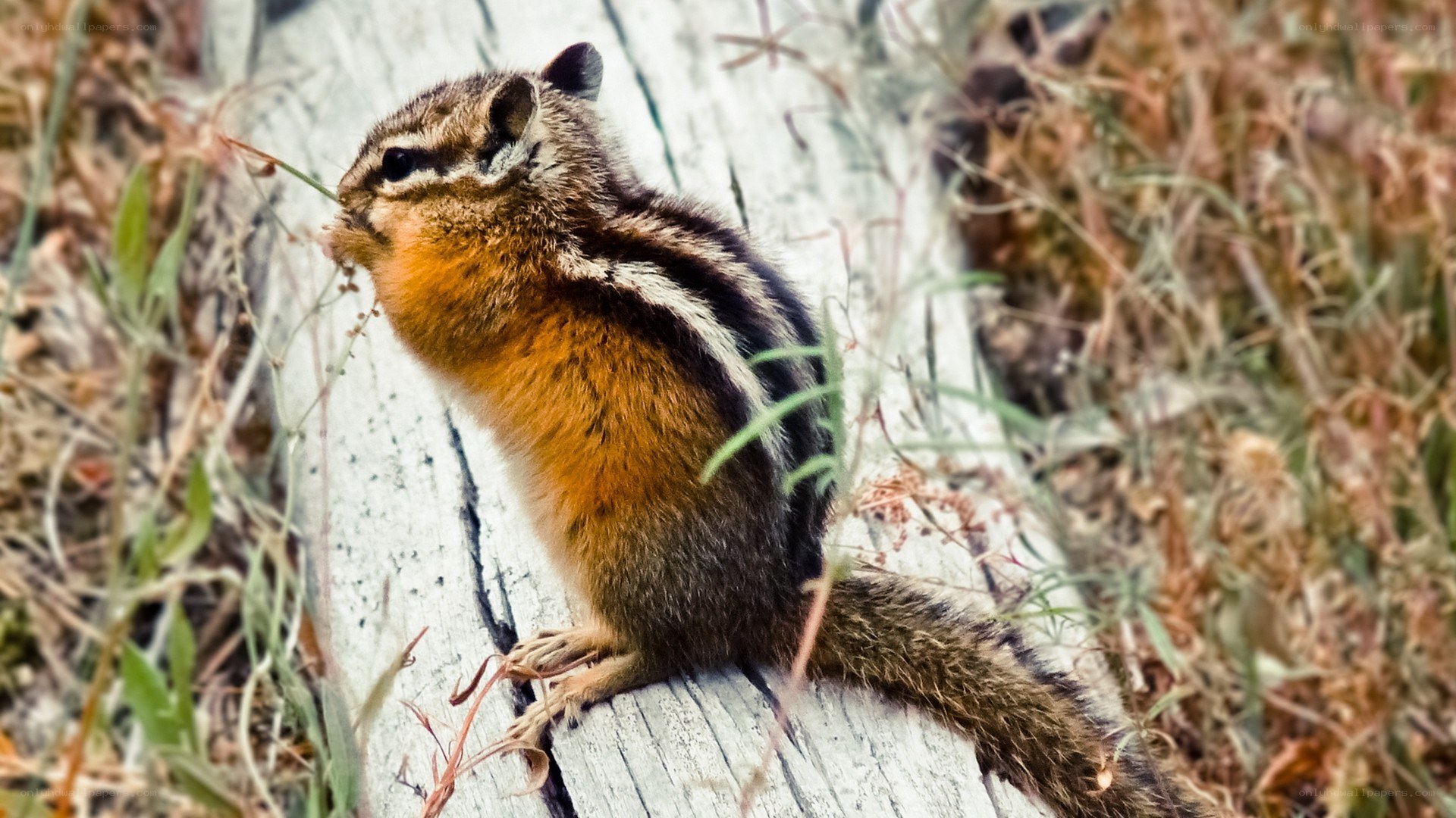 Chipmunk on a log