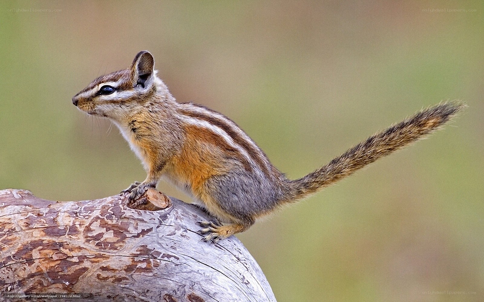 Chipmunk on a log