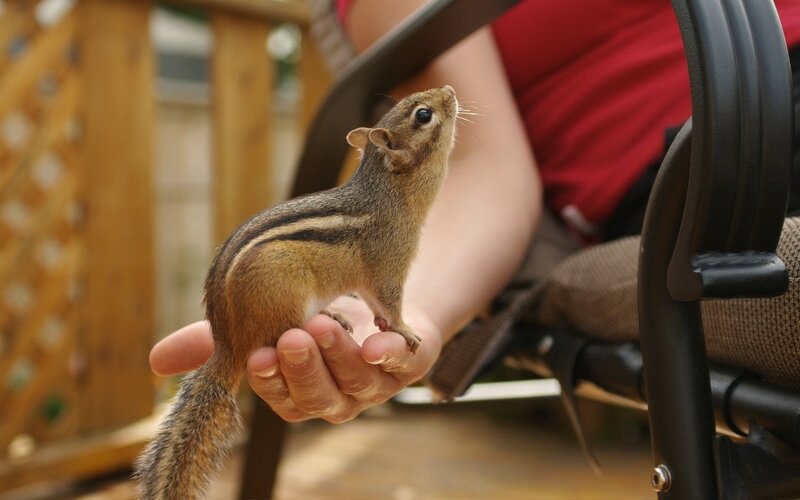 chipmunk on a person's hand