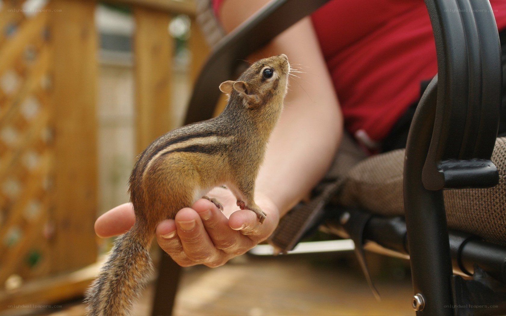 chipmunk on a person's hand