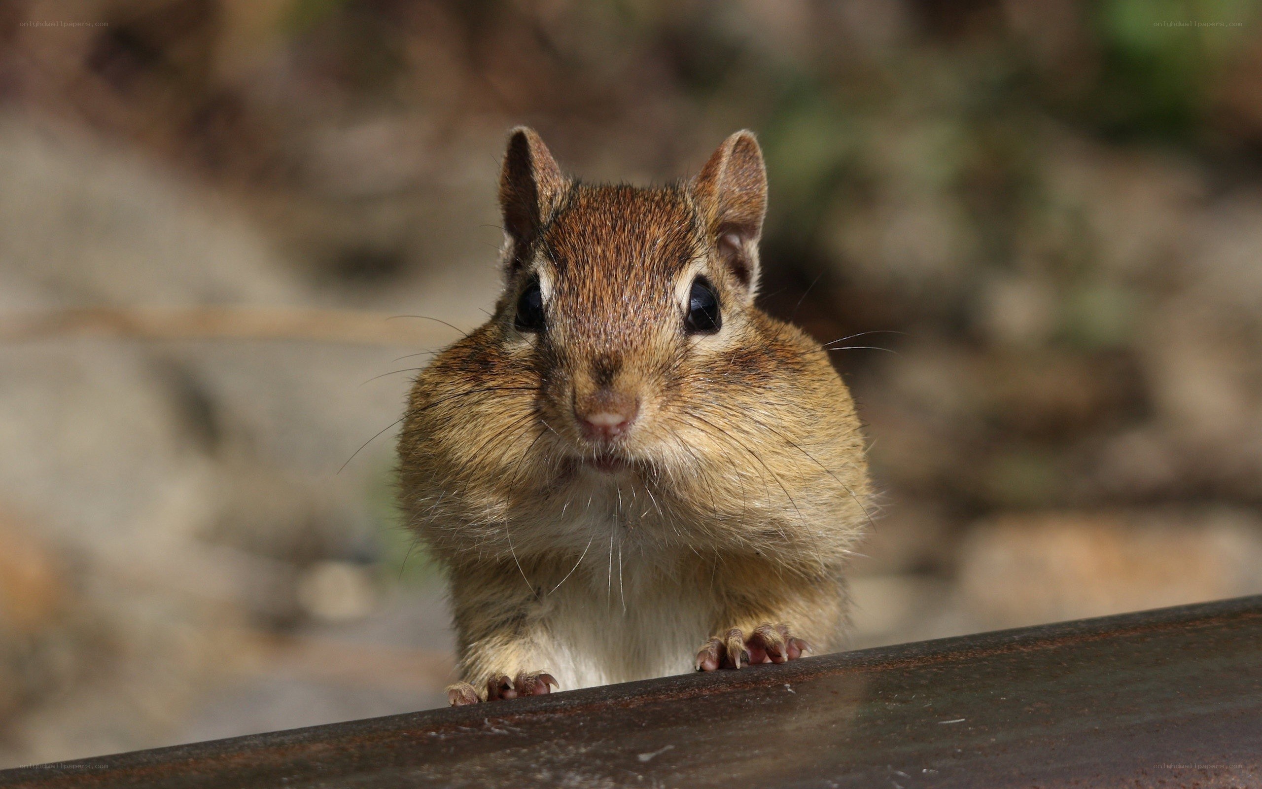 chipmunk on a railing