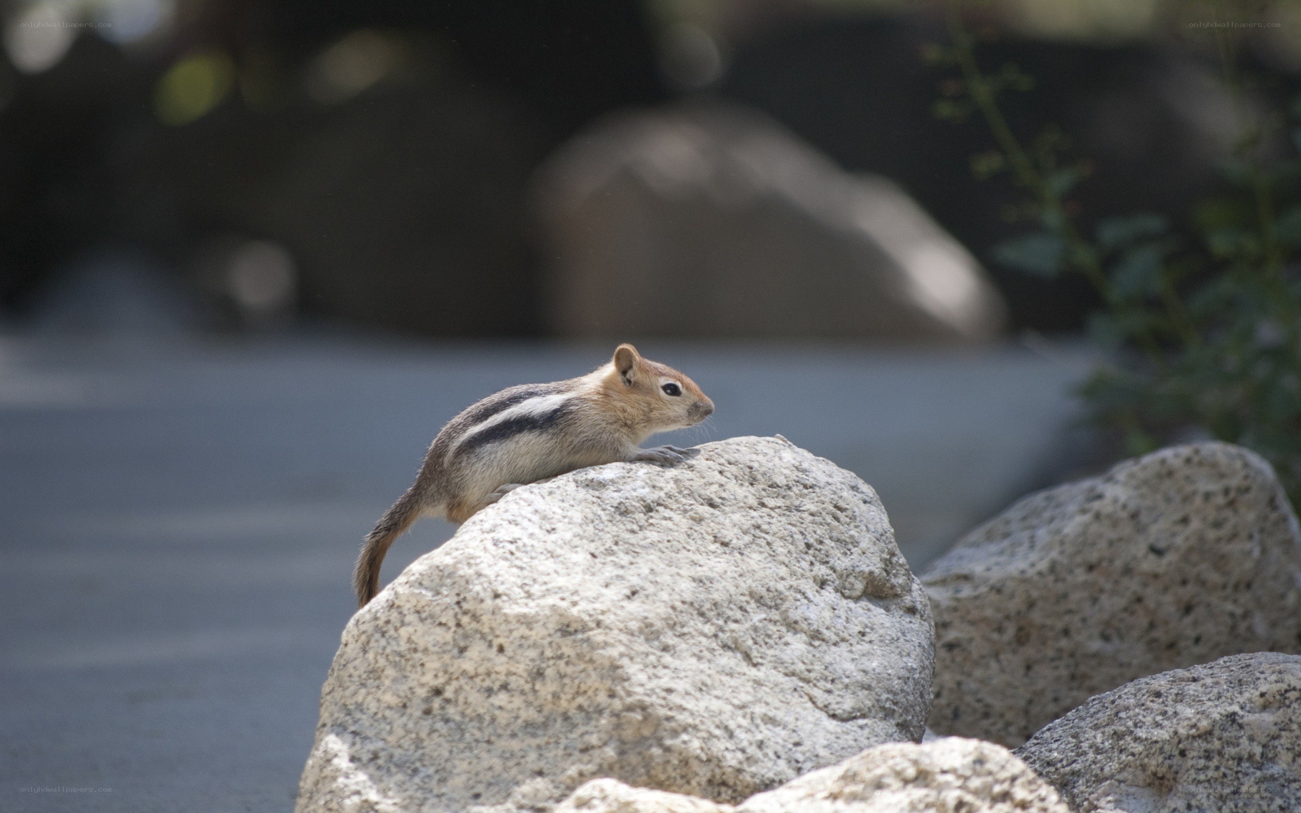 Chipmunk on a rock