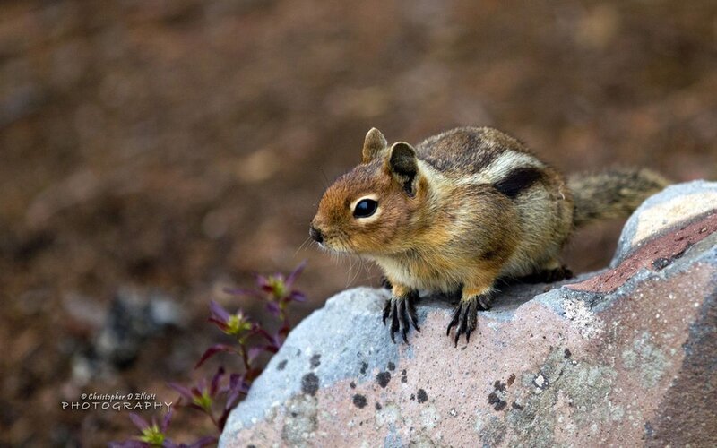 Chipmunk on a Rock — Brown, Alert, Photograph, Plant