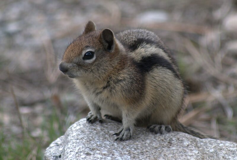 Chipmunk on a Rock — Brown, Alert, Photograph
