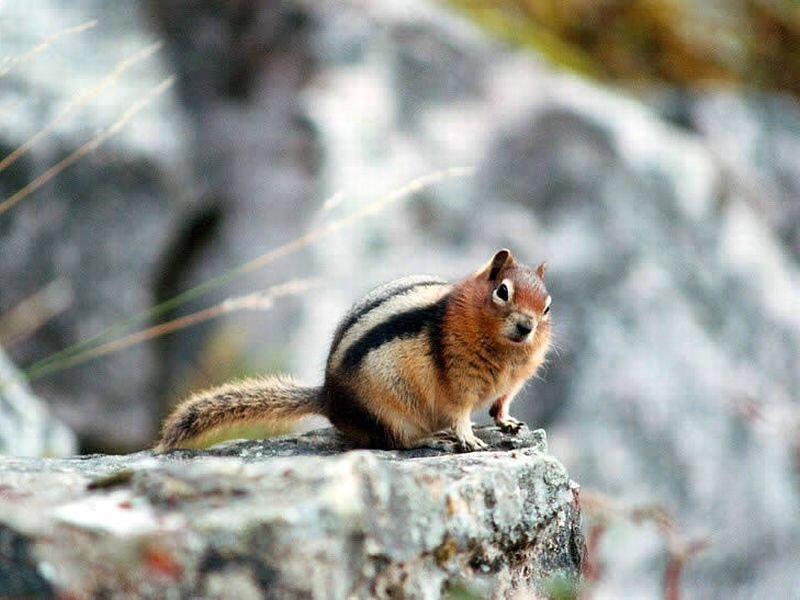 Chipmunk on a Rock — Brown, Alert