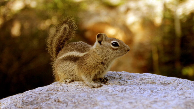 Chipmunk on a Rock — Brown, Calm, Afternoon
