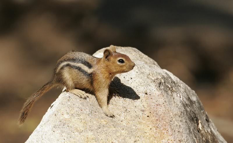 Chipmunk on a Rock — Brown, Calm