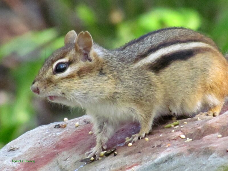 Chipmunk on a Rock — Brown