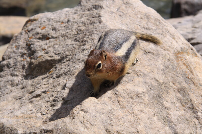 Chipmunk on a Rock — Gray