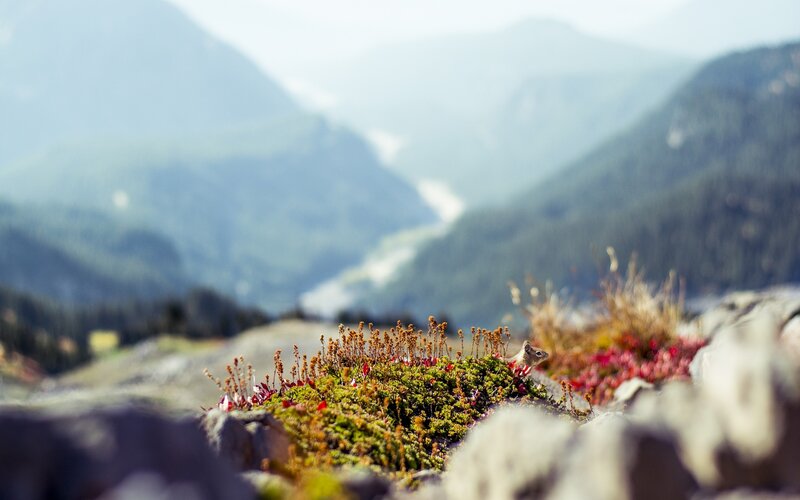 Chipmunk on a Rock — Green, Serene