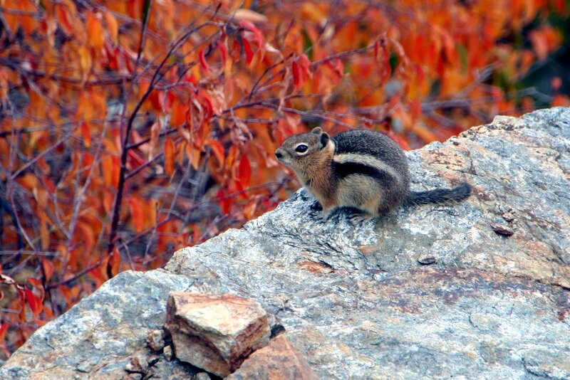 Chipmunk on a Rock — Orange