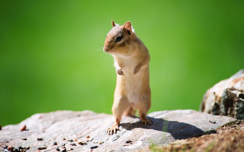 Chipmunk on a rock