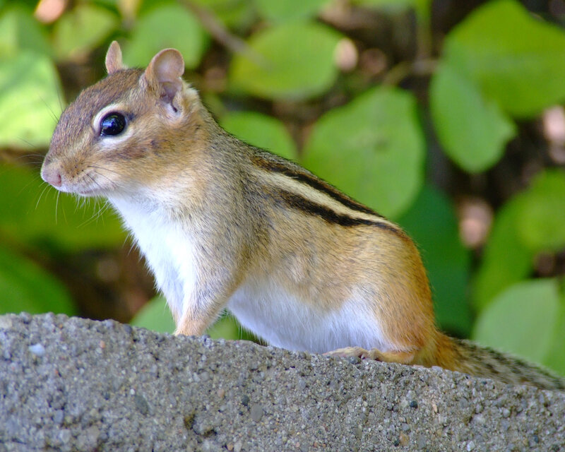chipmunk on a stone wall