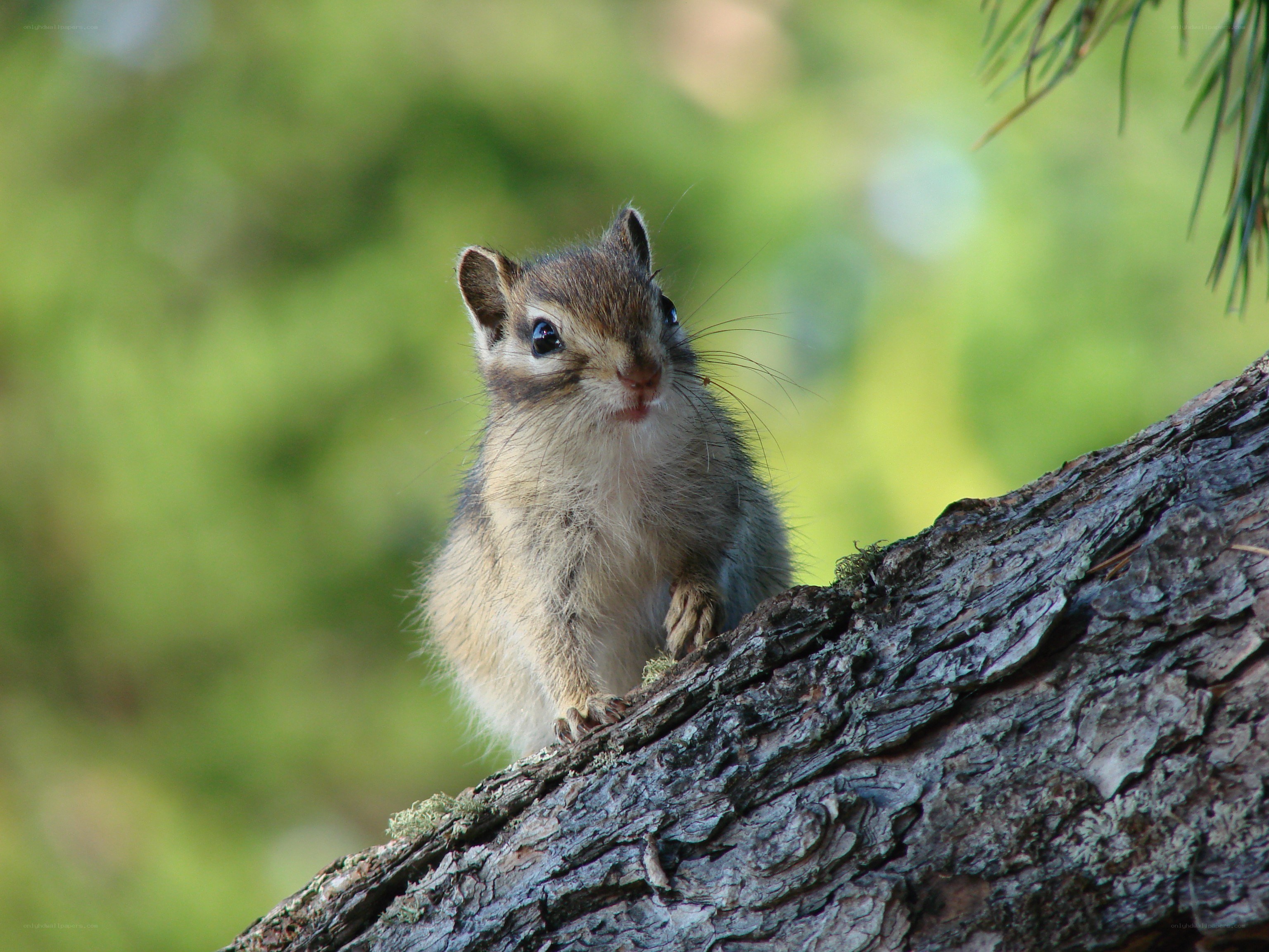 Chipmunk on a tree branch