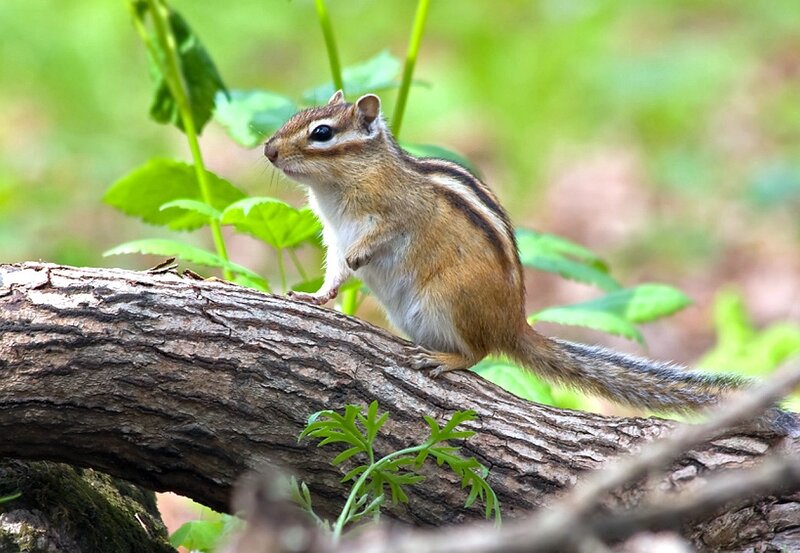 Chipmunk on a tree branch