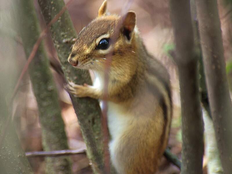 Chipmunk on a tree branch