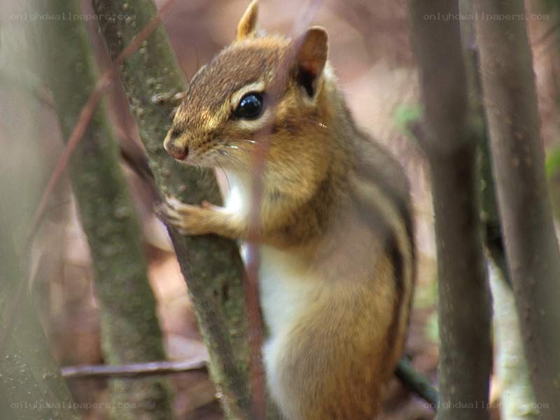 Chipmunk on a tree branch