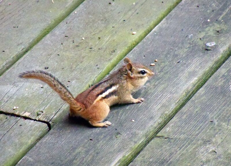 Chipmunk on a wooden deck