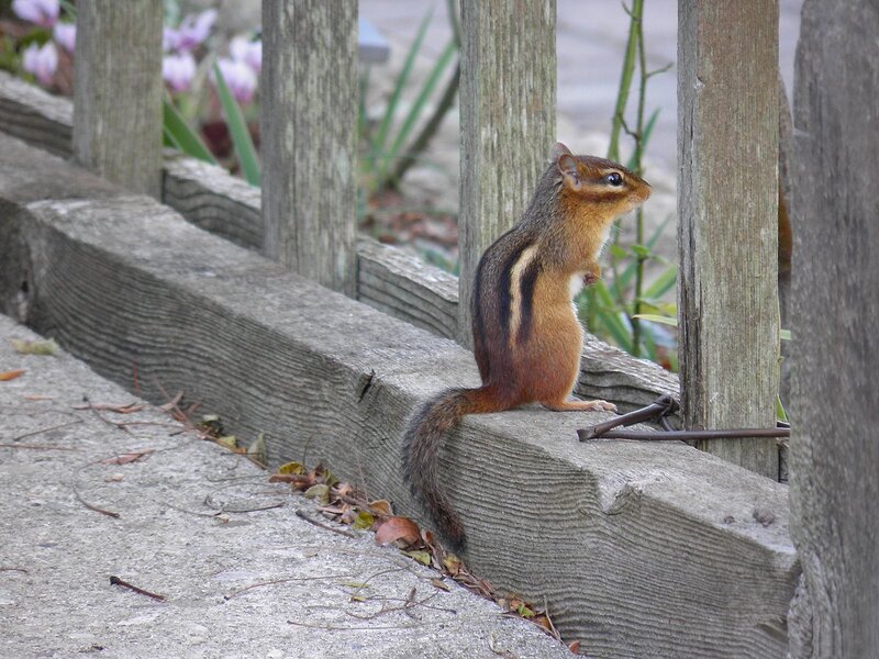 Chipmunk on a wooden fence