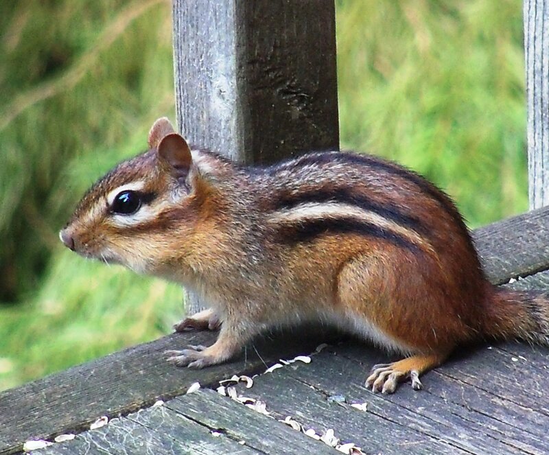 Chipmunk on a wooden surface