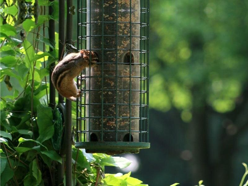 Chipmunk on Bird Feeder — Green