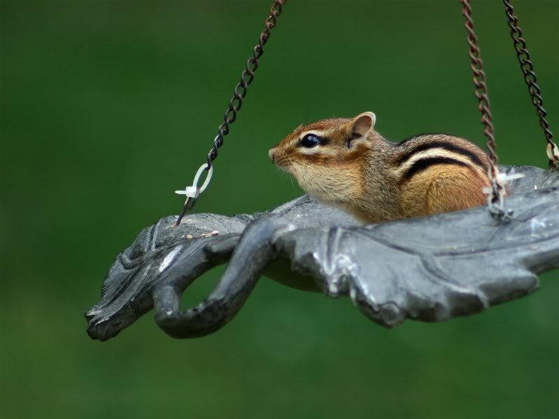 Chipmunk on Bird Feeder