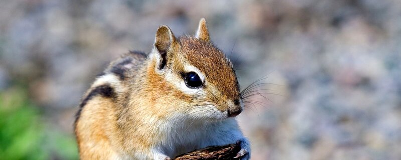 Chipmunk on Branch