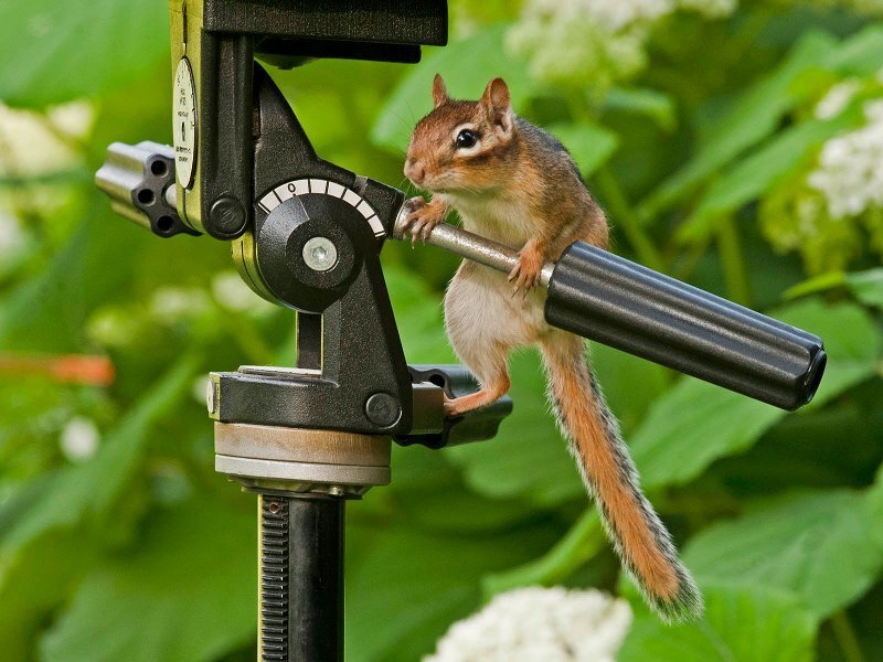 Chipmunk on Camera Tripod
