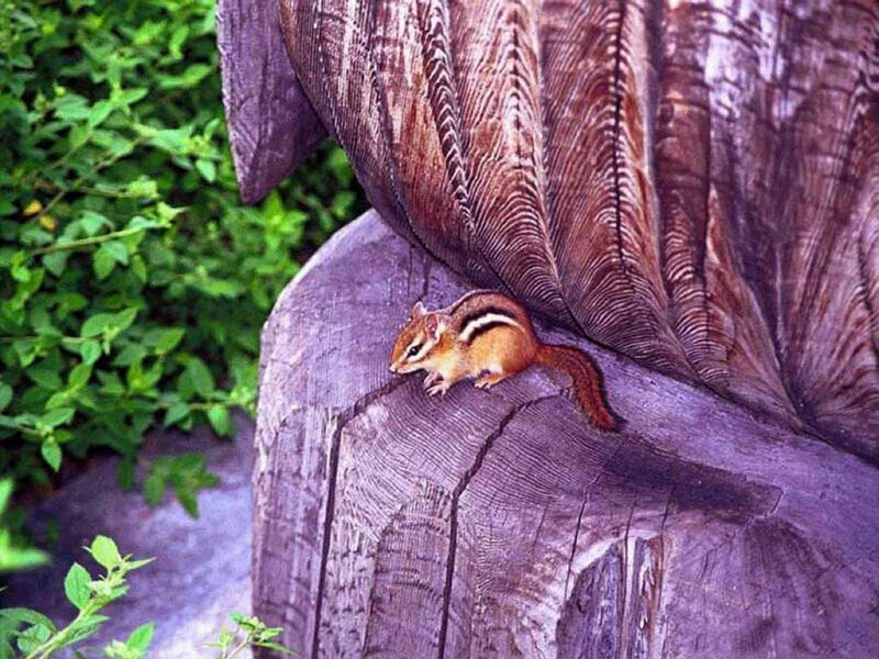 Chipmunk on carved wood