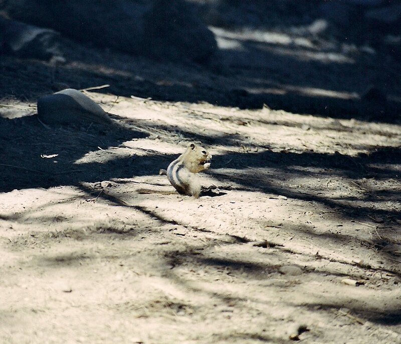 Chipmunk on Dirt