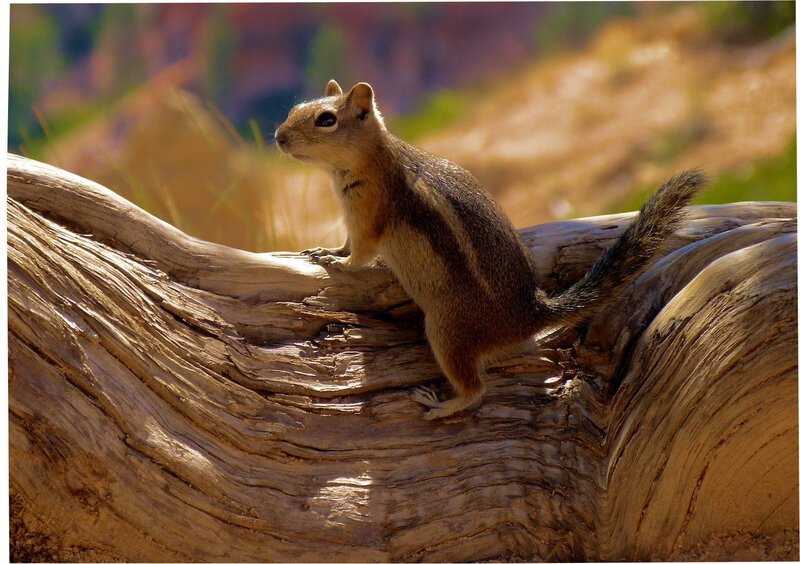 Chipmunk on Driftwood