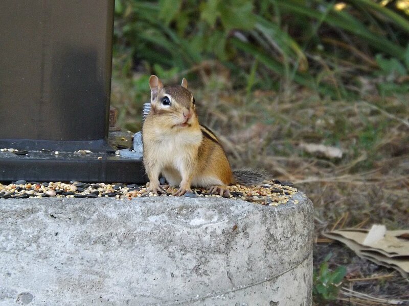 Chipmunk on Feeder