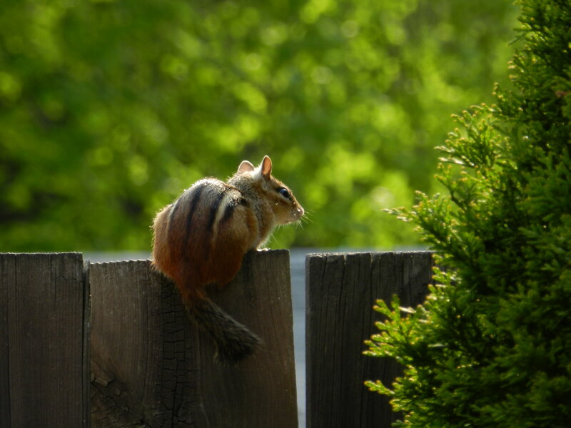 Chipmunk on Fence