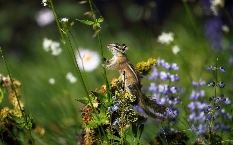 Chipmunk on Flower