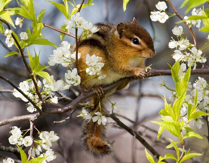 Chipmunk on flowering branch
