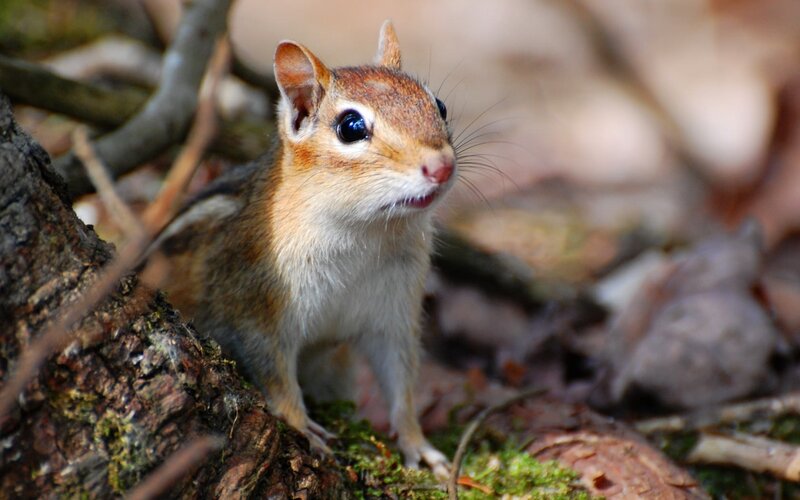 Chipmunk on Forest Floor — Brown, Natural