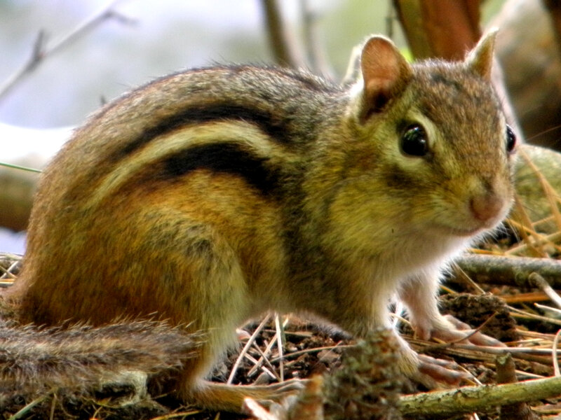 Chipmunk on Forest Floor — Brown