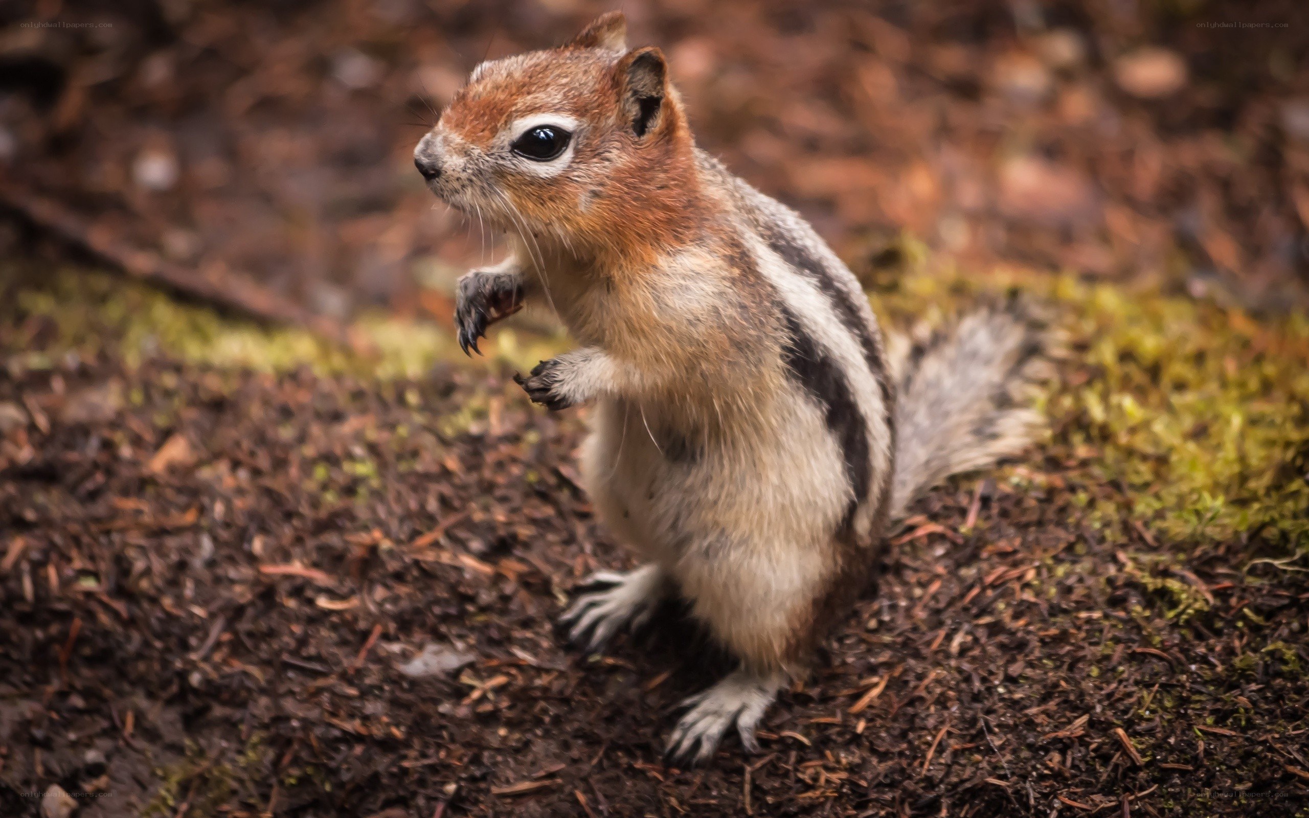 chipmunk on forest floor