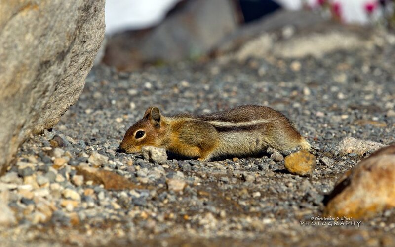 Chipmunk on Gravel — Brown