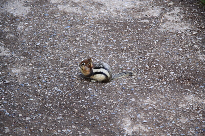 Chipmunk on Gravel