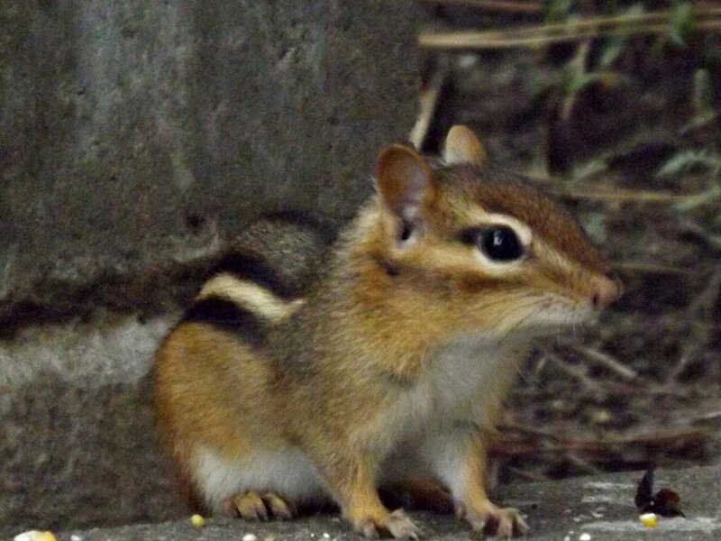 Chipmunk on Ground