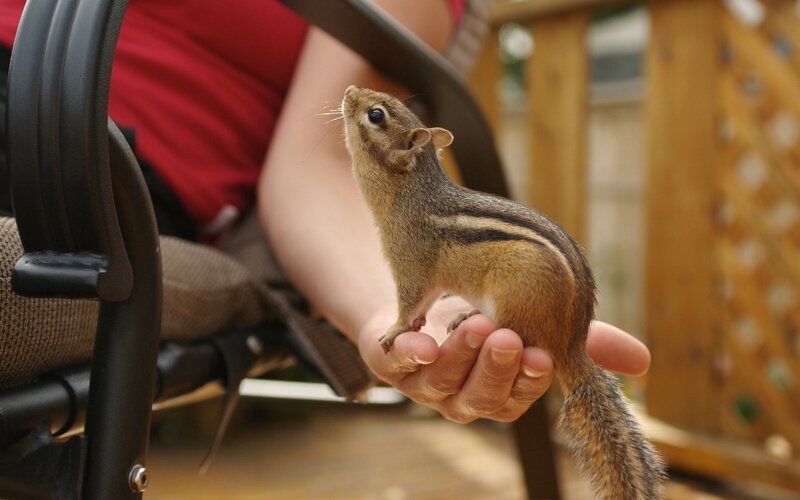 Chipmunk on Hand — Brown