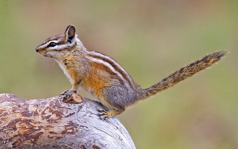 Chipmunk on Log — Brown, Alert, Afternoon, Photograph