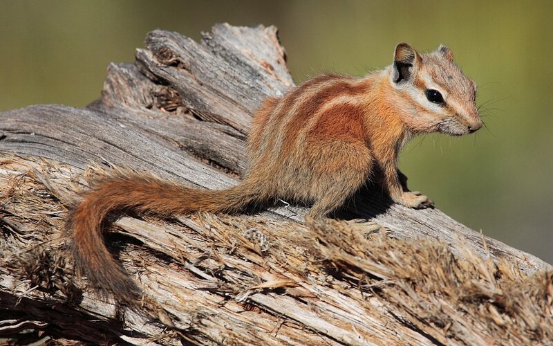 Chipmunk on Log — Brown, Calm