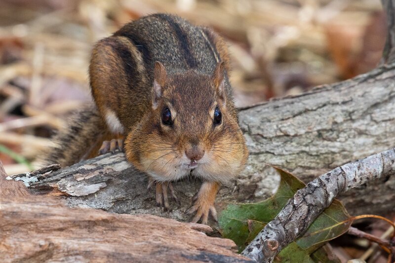 Chipmunk on Log — Brown, Curious