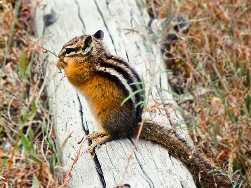 Chipmunk on Log — Brown, Natural, Afternoon